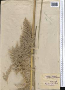 Сахарный тростник равеннский (L.) L., Средняя Азия и Казахстан, Каракумы (M6) (Туркмения)