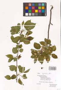 Яблоня лесная Mill., Восточная Европа, Центральный лесостепной район (E6) (Россия)