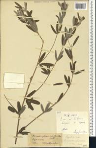 Eriosema glomeratum (Guill. & Perr.)Hook.f., Африка (AFR) (Мали)