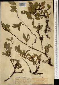 Salix arctica subsp. torulosa (Ledeb.) Hultén, Монголия (MONG) (Монголия)