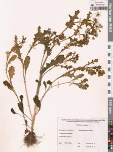 Крестовник обыкновенный L., Сибирь, Чукотка и Камчатка (S7) (Россия)