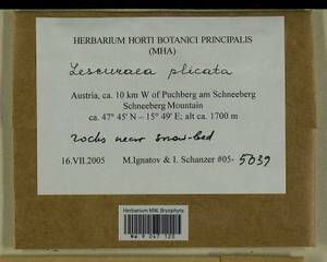 Lescuraea plicata (Schleich. ex F. Weber & D. Mohr) Lindb., Гербарий мохообразных, Мхи - Западная Европа (BEu) (Австрия)