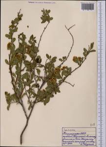 Спирея, Средняя Азия и Казахстан, Северный и Центральный Тянь-Шань (M4) (Киргизия)