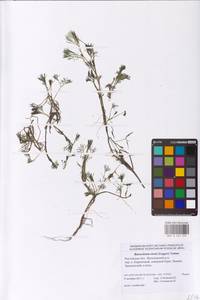 Лютик Риона, Шелковник Риона Lagger, Восточная Европа, Ростовская область (E12a) (Россия)