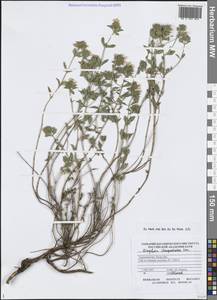 Зизифора пахучковидная Lam., Средняя Азия и Казахстан, Копетдаг, Бадхыз, Малый и Большой Балхан (M1) (Туркмения)