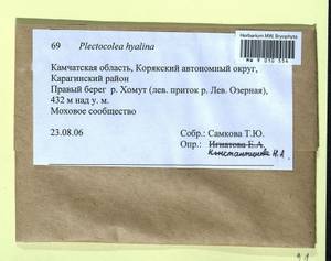 Solenostoma hyalinum (Lyell) Mitt., Гербарий мохообразных, Мхи - Чукотка и Камчатка (B21) (Россия)