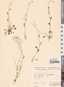 Резушка скальная (L.) O'Kane & Al-Shehbaz, Сибирь, Чукотка и Камчатка (S7) (Россия)