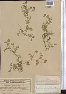 Остролодочник голый DC., Средняя Азия и Казахстан, Муюнкумы, Прибалхашье и Бетпак-Дала (M9) (Казахстан)