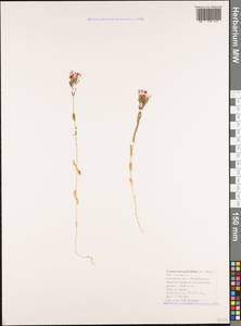 Centaurium pulchellum var. meyeri (Bunge) Omer, Кавказ, Черноморское побережье (от Новороссийска до Адлера) (K3) (Россия)
