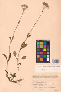 Валериана цельнолистная (Rchb.) Kabath, Восточная Европа, Западно-Украинский район (E13) (Украина)