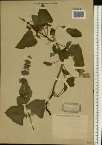 Шалфей мутовчатый L., Восточная Европа, Московская область и Москва (E4a) (Россия)