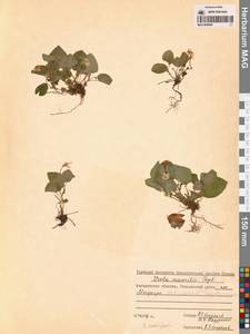 Фиалка Морица Tepl., Сибирь, Чукотка и Камчатка (S7) (Россия)