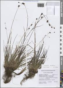 Ожика спутанная Lindeb., Сибирь, Прибайкалье и Забайкалье (S4) (Россия)