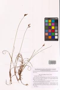 Осока редкоцветковая (Wahlenb.) Sm., Сибирь, Дальний Восток (S6) (Россия)