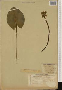 Nuphar ×spenneriana Gaudin, Западная Европа (EUR) (Швеция)