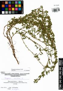 Polygonum arenastrum subsp. arenastrum, Сибирь, Прибайкалье и Забайкалье (S4) (Россия)