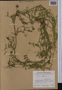 Lathyrus clymenum L., Западная Европа (EUR) (Португалия)