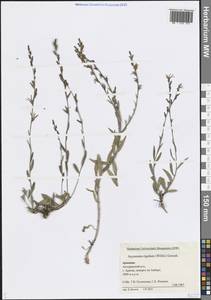 Asyneuma rigidum (Willd.) Grossh., Кавказ, Армения (K5) (Армения)