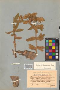 Euphorbia hylonoma Hand.-Mazz., Сибирь, Дальний Восток (S6) (Россия)