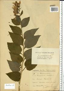 Колокольчик широколистный L., Восточная Европа, Московская область и Москва (E4a) (Россия)