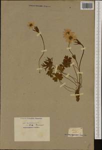 Anemone hortensis L., Западная Европа (EUR) (Франция)