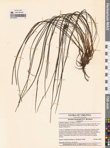 Isoetes hyemalis D.F.Brunt., Америка (AMER) (США)