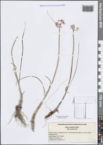 Лук меловой N.Friesen & Seregin, Восточная Европа, Средневолжский район (E8) (Россия)