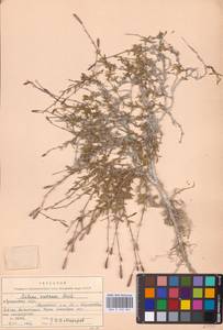 Смолевка меловая Fisch., Восточная Европа, Северо-Украинский район (E11) (Украина)