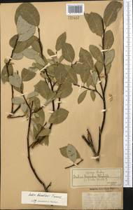 Salix karelinii Turcz. ex Stschegl., Средняя Азия и Казахстан, Джунгарский Алатау и Тарбагатай (M5) (Казахстан)