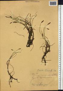 Осока топяная L., Сибирь, Западный (Казахстанский) Алтай (S2a) (Казахстан)