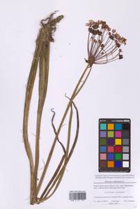 Сусак зонтичный L., Восточная Европа, Московская область и Москва (E4a) (Россия)