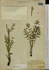 Rhaponticum uniflorum subsp. uniflorum, Сибирь, Прибайкалье и Забайкалье (S4) (Россия)