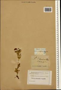 Лапчатка таврическая Willd. ex Schltdl., Кавказ (без точных местонахождений) (K0)
