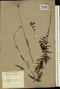 Klasea radiata subsp. radiata, Восточная Европа, Северо-Украинский район (E11) (Украина)