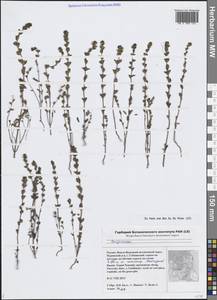 Очанка, Сибирь, Западная Сибирь (S1) (Россия)