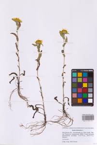 Pentanema britannicum (L.) D.Gut.Larr., Santos-Vicente, Anderb., E.Rico & M.M.Mart.Ort., Восточная Европа, Московская область и Москва (E4a) (Россия)