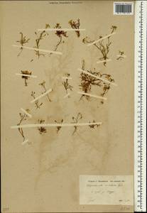 Chrysochamela velutina (DC.) Boiss., Зарубежная Азия (ASIA) (Сирия)