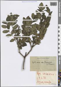 Сумах дубильный L., Кавказ, Грузия (K4) (Грузия)