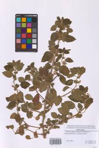 Белокудренник черный L., Восточная Европа, Московская область и Москва (E4a) (Россия)