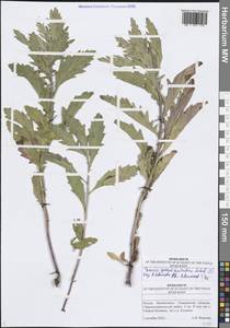 Jacobaea erucifolia subsp. grandidentata (Ledeb.) V.V.Fateryga & Fateryga, Восточная Европа, Средневолжский район (E8) (Россия)