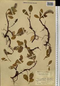 Salix arctica subsp. torulosa (Ledeb.) Hultén, Сибирь, Прибайкалье и Забайкалье (S4) (Россия)