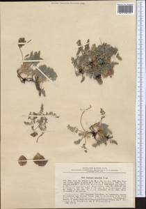 Oxytropis submutica Bunge, Средняя Азия и Казахстан, Западный Тянь-Шань и Каратау (M3) (Узбекистан)
