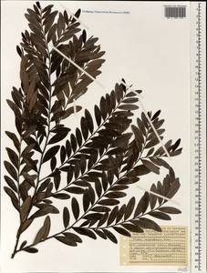 Diospyros boiviniana (Baill.) G.E.Schatz & Lowry, Африка (AFR) (Сейшельские острова)