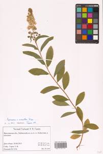 Spiraea × rosalba Dippel, Восточная Европа, Центральный лесной район (E5) (Россия)