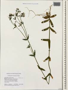 Centaurium pulchellum subsp. pulchellum, Крым (KRYM) (Россия)