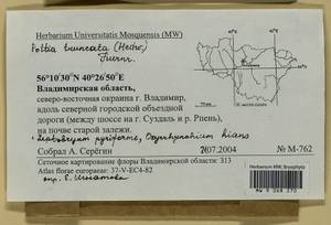 Oxyrrhynchium hians (Hedw.) Loeske, Гербарий мохообразных, Мхи - Центральное Нечерноземье (B6) (Россия)