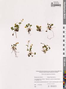 Лютик крошечный Wahlenb., Сибирь, Чукотка и Камчатка (S7) (Россия)