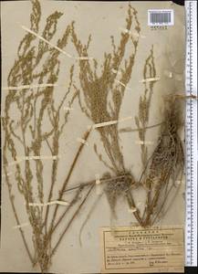 Artemisia oliveriana J. Gay ex DC., Средняя Азия и Казахстан, Муюнкумы, Прибалхашье и Бетпак-Дала (M9) (Казахстан)