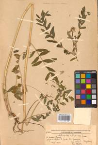 Астрагал болотный L., Сибирь, Дальний Восток (S6) (Россия)