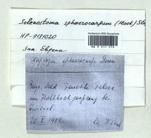 Solenostoma sphaerocarpum (Hook.) Steph., Гербарий мохообразных, Мхи - Западная Европа (BEu) (Германия)